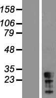 CT45A5 Protein (Over-Expression Lysate Myc-DDK (Flag))