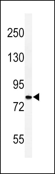 CDH20 / Cadherin 20 Antibody (aa111-140)
