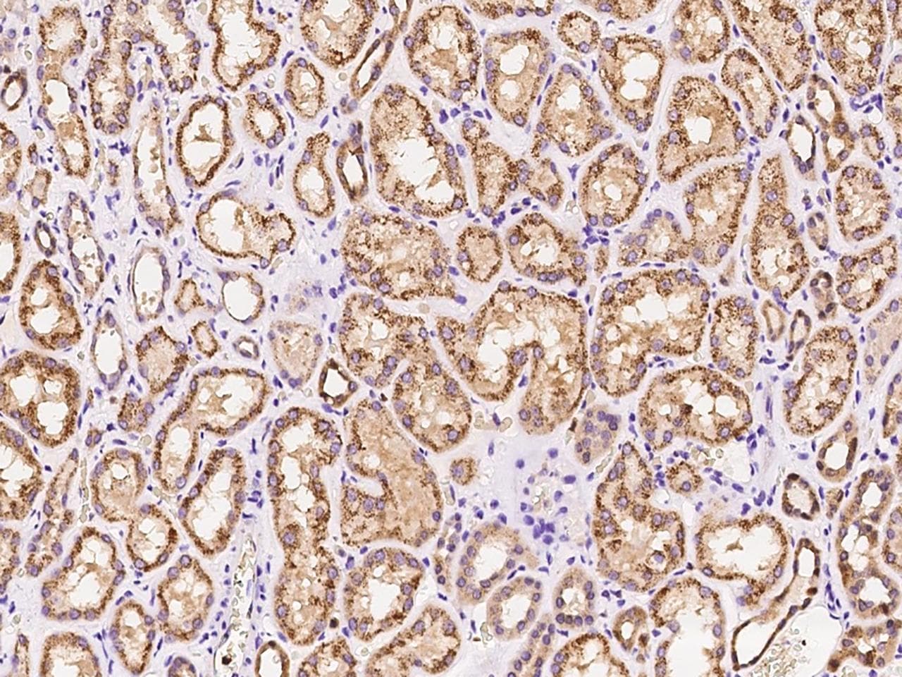 PPID / Cyclophilin D Antibody