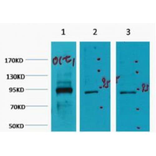 POU2F1 / OCT1 Antibody (clone 7G1)
