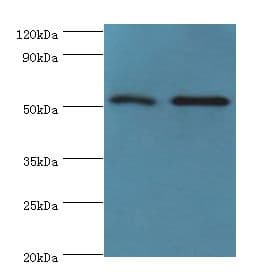 GOPC / PIST Antibody (aa203-462)