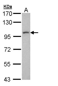 LUZP1 Antibody (aa1-45)