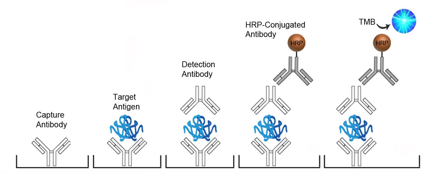 Human Thrombin / Antithrombin Complex ELISA Kit (Sandwich ELISA)