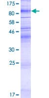Human KIAA1919 / NAGLT1 Protein (Recombinant GST)