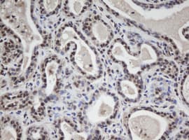 WDR74 Antibody (aa114-385, clone OTI4B2)
