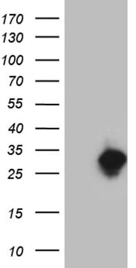 TCEANC2 Antibody (clone OTI3E3)