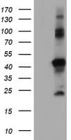 RNF113B Antibody (clone OTI1B10)