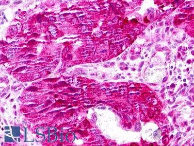 PathPlus™ XCR1 Antibody (Extracellular Domain)