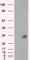 FAHD2A Antibody (clone OTI5G1)