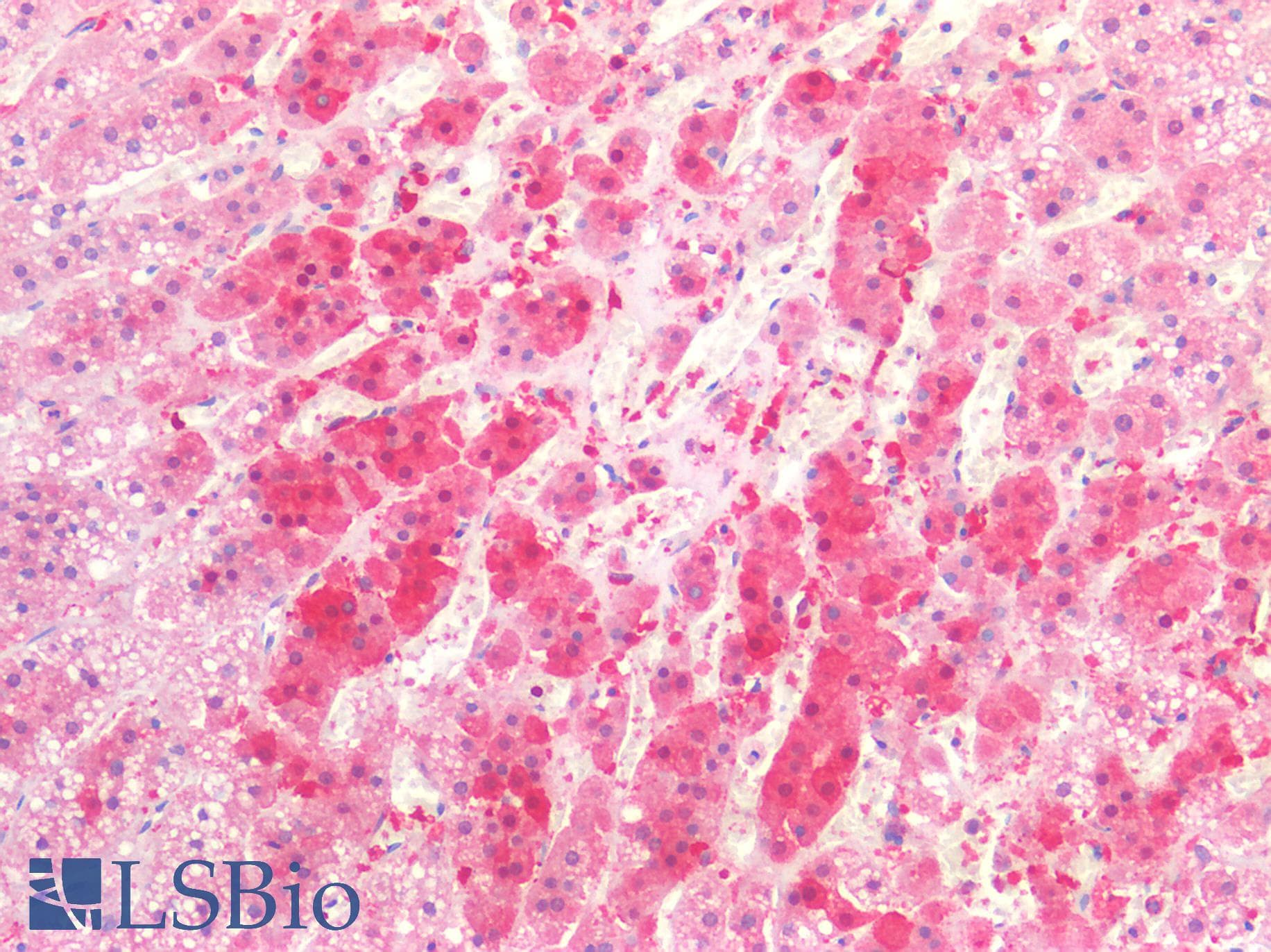 IHC-plus™ QPRT Antibody (clone AT24C4)