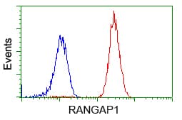 IHC-plus™ RANGAP1 Antibody (clone 1B4)