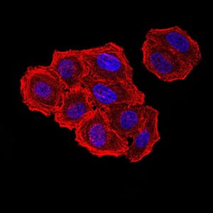 ZFP91 Antibody (clone 8C3D5)