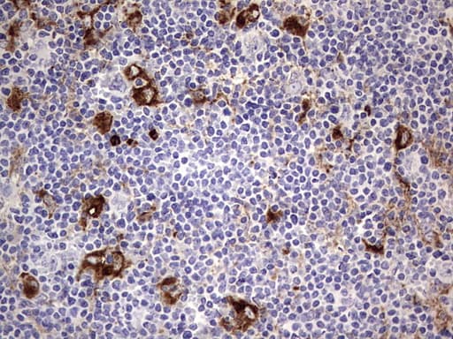 Monoclonal Mouse anti-Human CD63 Antibody (clone OTI5E5, IHC, WB)