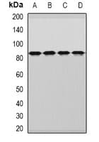 DDX1 Antibody