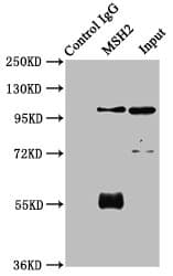 Polyclonal Rabbit anti-Human MSH2 Antibody (WB)