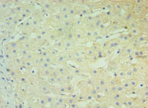 BST2 Antibody (aa49-161)