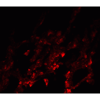 IHC-plus™ NDFIP1 / N4WBP5 Antibody