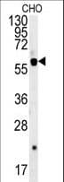 SLC16A9 Antibody (aa194-223)