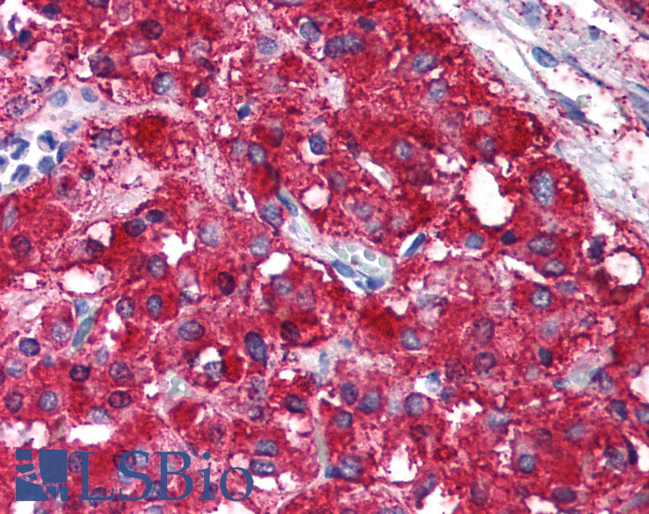 RAD21 Antibody (C-Terminus, clone CM110-2C10, DY488)