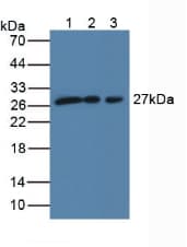 SCO2 Antibody (aa42-266)