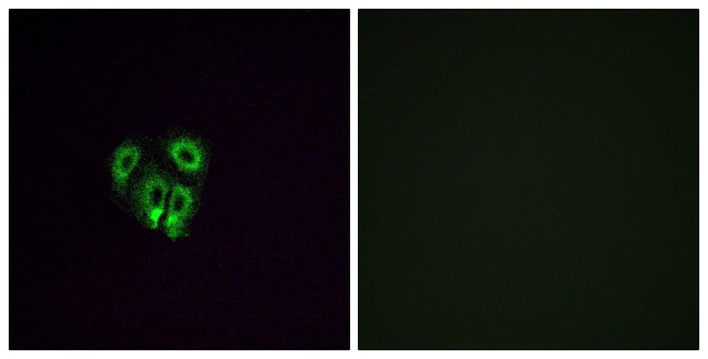 Polyclonal Rabbit anti-Human OR4F4 Antibody (aa256-305, IF, WB)