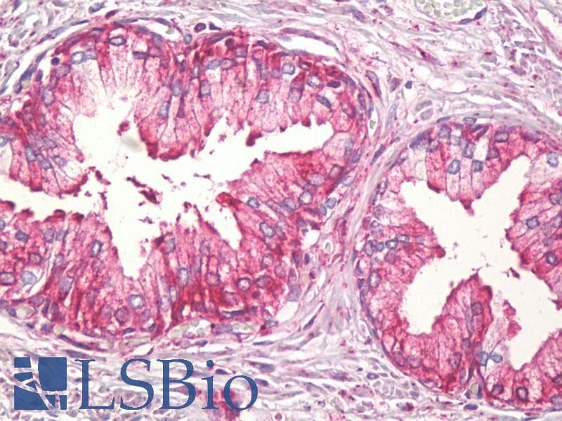 IHC-plus™ TNFSF12 / TWEAK Antibody (aa41-90)