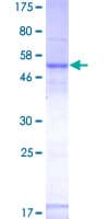 Human DNAJB6 Protein (Recombinant GST)