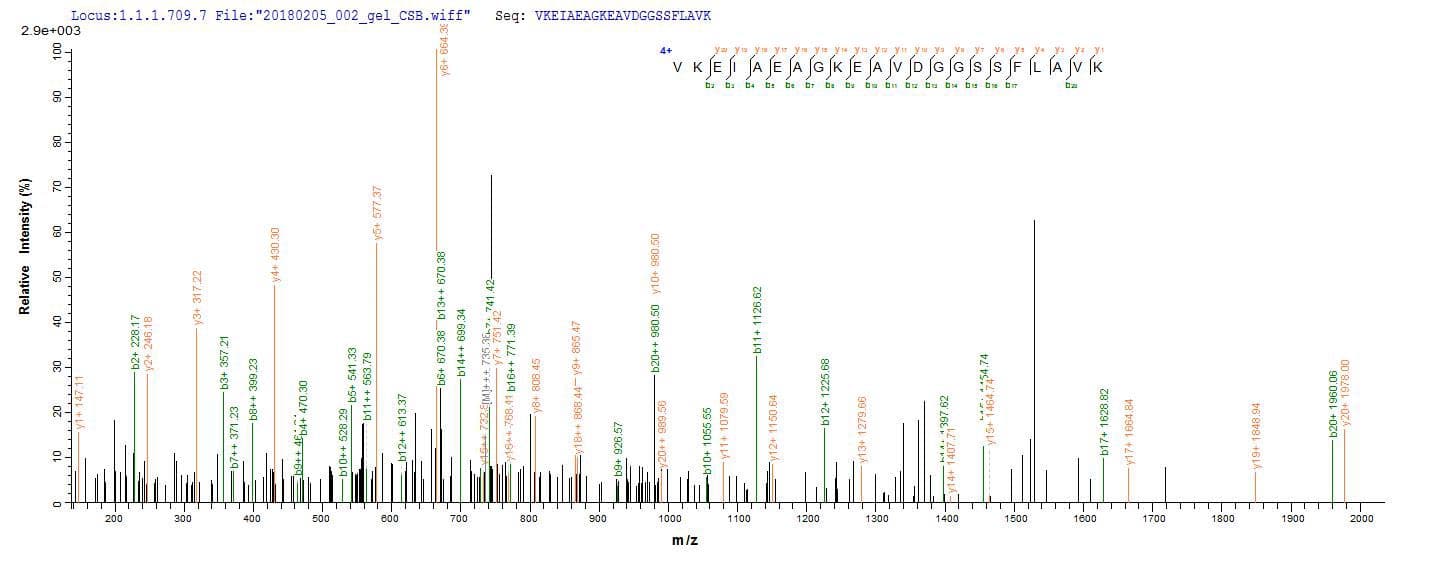 Arabidopsis thaliana UGT71C1 Protein (Recombinant 10His, N-terminus)