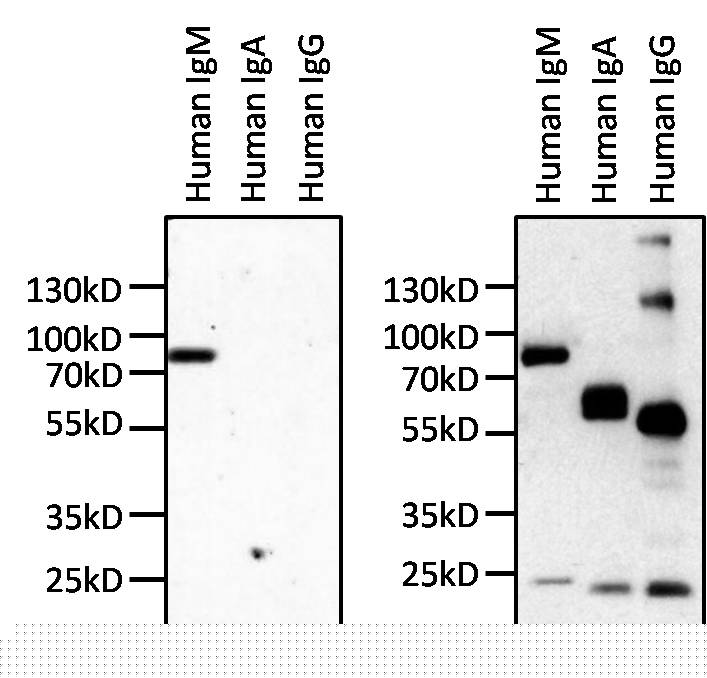 Mouse Anti-Human IgM Secondary Antibody