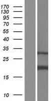 AP1S2 Protein (Over-Expression Lysate Myc-DDK (Flag))