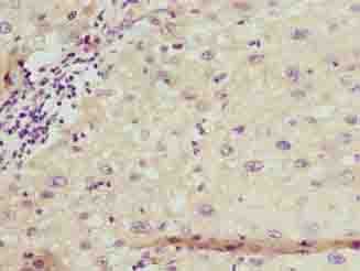 FFAR3 / GPR41 Antibody (aa280-346)