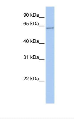 TFCP2 / CP2 Antibody (aa38-87)