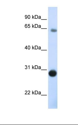 Derlin-3 / DERL3 Antibody (C-Terminus)