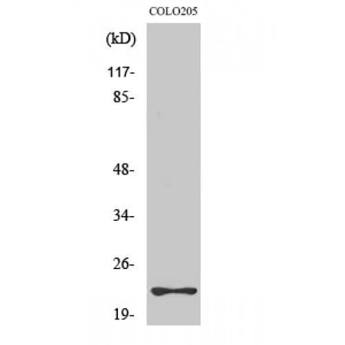 RHOD Antibody (90-170 aa, Internal)
