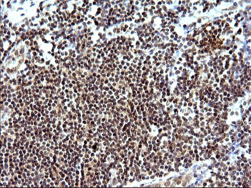 NDN / Necdin Antibody (clone OTI5D1)
