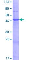 Human FAM173B Protein (Recombinant GST)
