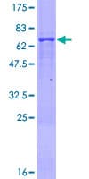 Human ZNF514 Protein (Recombinant GST)