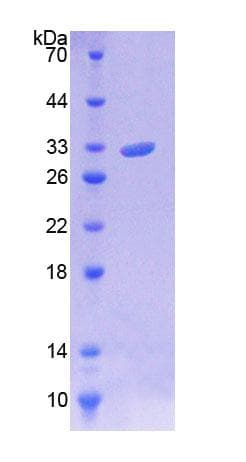 Human C10orf2 / PEO1 Protein (Recombinant His-T7)