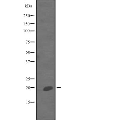 IL7 Antibody