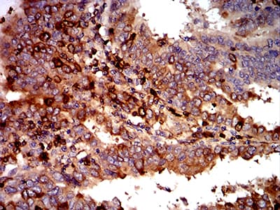 Monoclonal Mouse anti-Human Complement C3 Antibody (clone 8B5H2, IHC, WB)