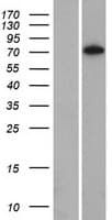 SAMD15 Protein (Over-Expression Lysate Myc-DDK (Flag))