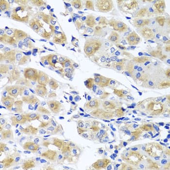 SPATA4 Antibody