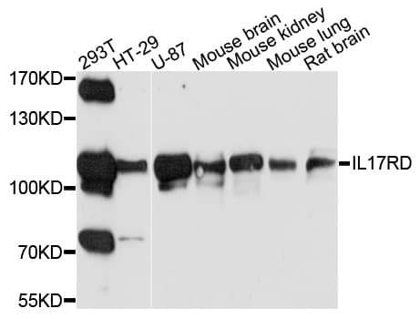 IL17RD Antibody