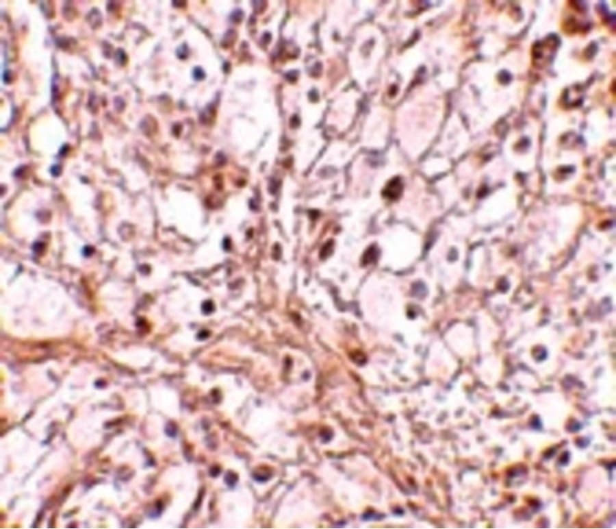 Trim30 Antibody