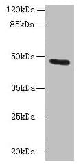 KRT33B / Keratin 33B / KRTHA3B Antibody