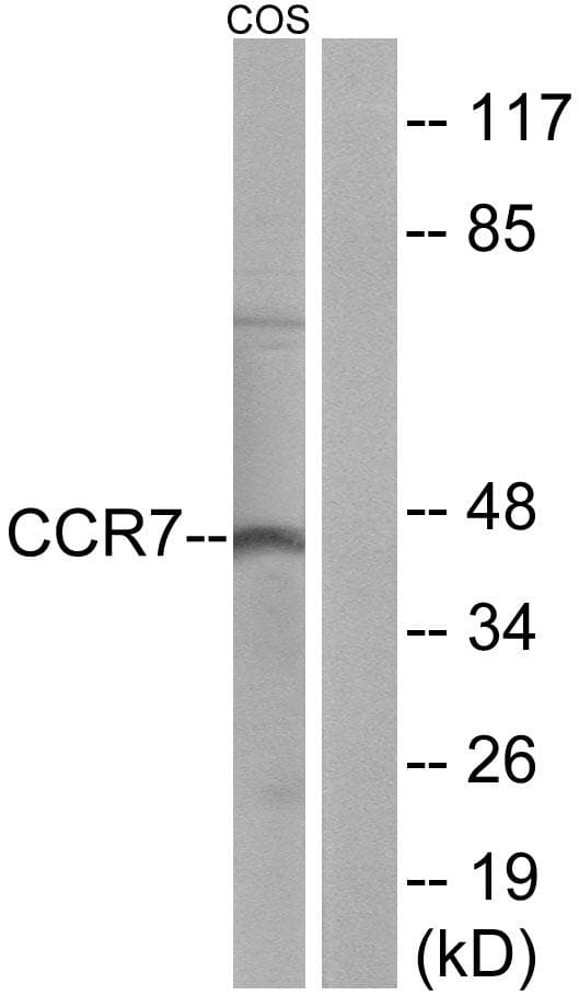 CCR7 Antibody