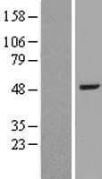 BAAT / BAT Protein (Over-Expression Lysate Myc-DDK (Flag))