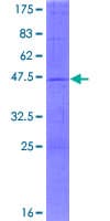 Human C14orf159 Protein (Recombinant GST)