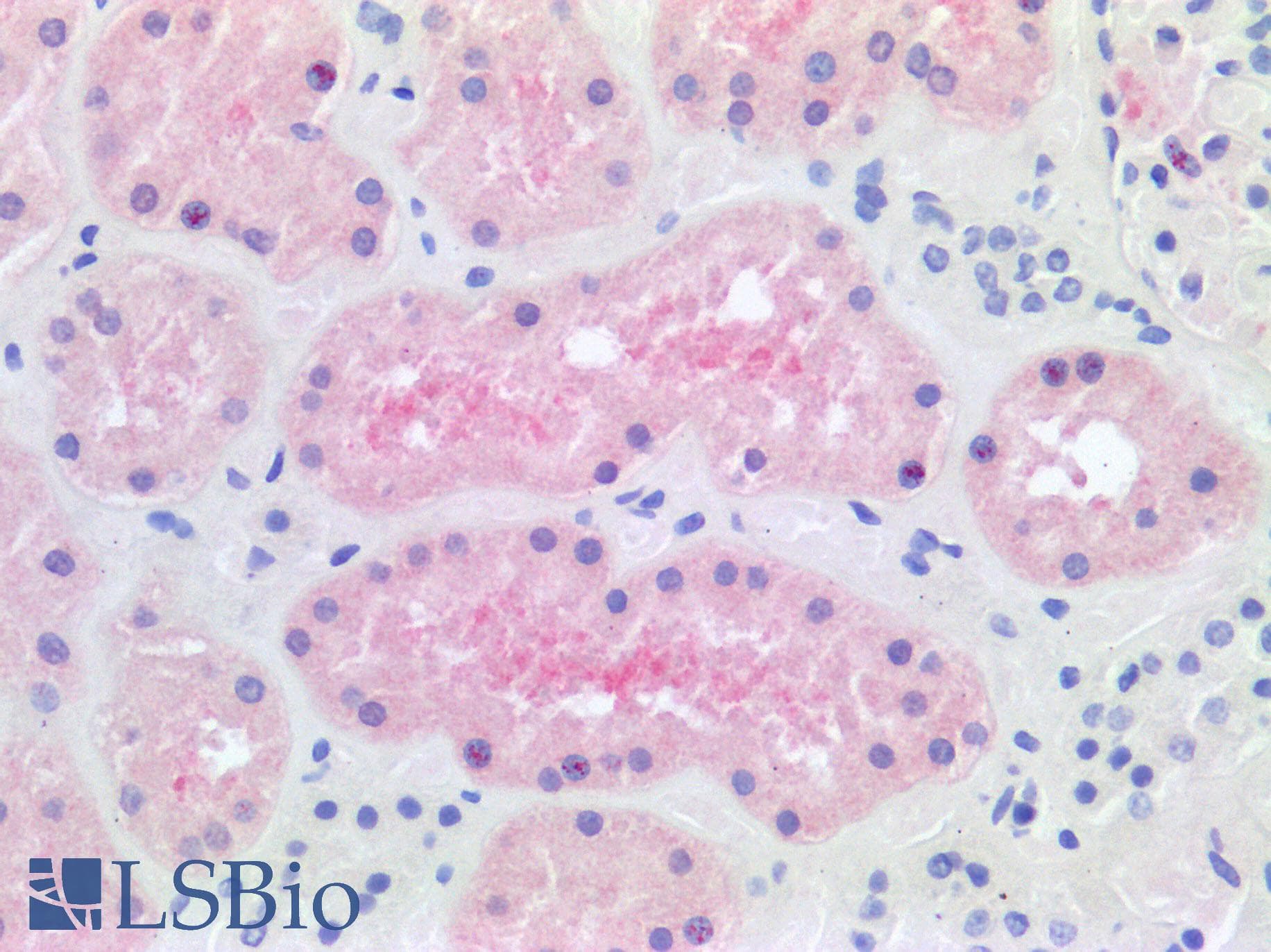 FTCD / 58K Golgi Protein Antibody