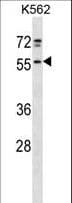 Polyclonal Rabbit anti-Human NFS1 Antibody (aa121-149, WB)